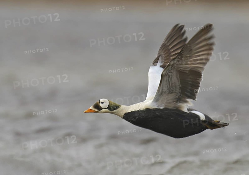 Spectacled Eider (Somateria fischeri) male, Alaska, USA