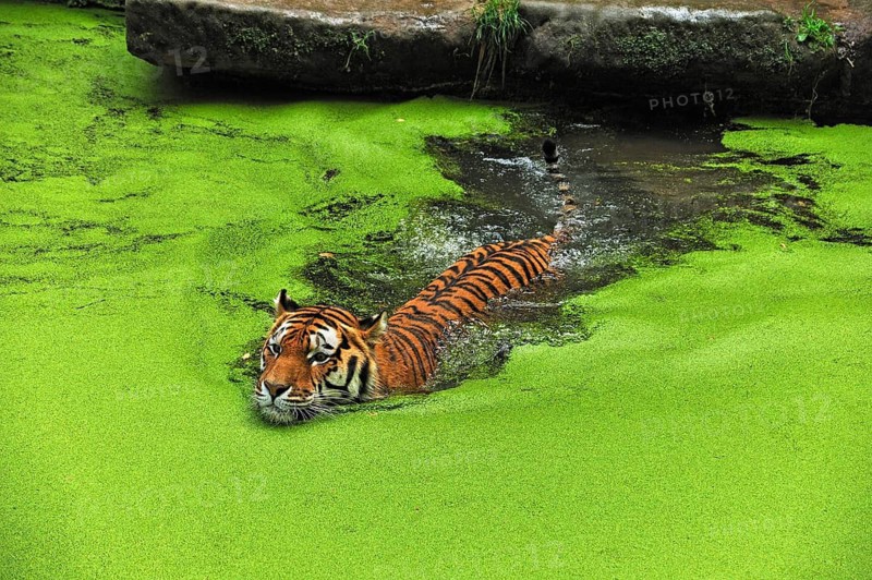 A Siberian tiger (Panthera tigris altaica) swims into a moat covered with green Common duckweed (Lemna minor), Nuremberg Zoo, Am Tiergarten 30, Nuremberg, Middle Franconia, Bavaria, Germany