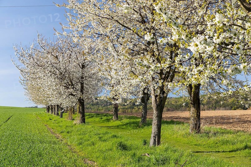 Green field path with cherry trees (prunus) in blossom, avenue, Rammenau, Saxony, Germany
