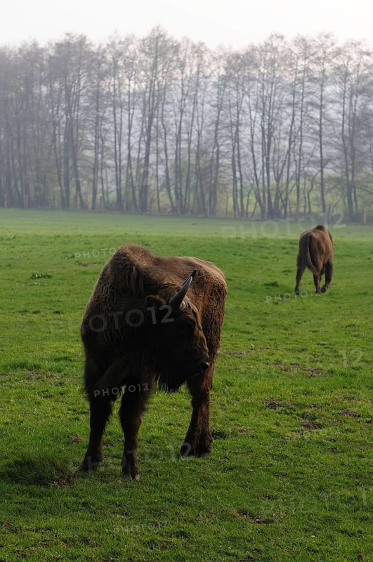 Mountain bison, Bison bonasus caucasicus, breeding in Hardehausen, Hesse, Germany, April 2009