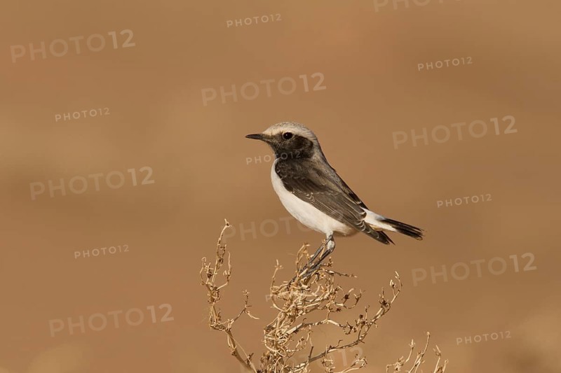 Mourning Wheatear (Oenanthe lugens) female, Morocco