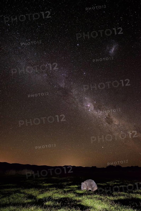 Animals, Mammals, Wombat, Tasmanian naked-nosed wombat eating grass beneath the southern starry sky (Vombatus ursinus tasmaniensis), Animals, Mammals, Tasmania, Australia, Bakers Beach, Tasmania, Australia
