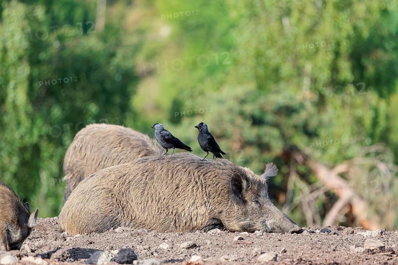 Western jackdaws (Coloeus monedula) sit on the back of a female wild boar (Sus scrofa) on a sunny day. Bavaria, Germany