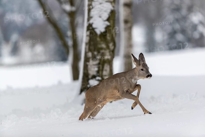One young male Roe Deer, Roe buck (Capreolus capreolus), running through a forest in deep snow. Trees in the background