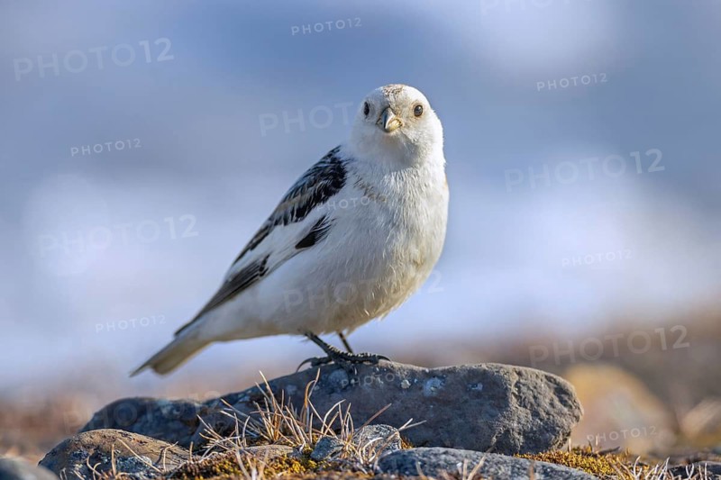 Snow bunting (Plectrophenax nivalis nivalis, Emberiza nivalis) male foraging on the tundra in spring, Svalbard, Spitsbergen, Norway