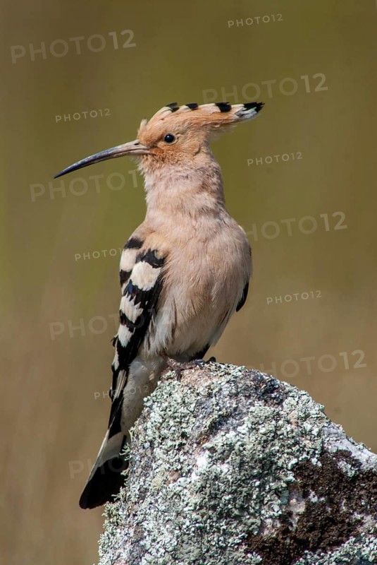 Hoopoe, Upupa Epops, Hoopoe, Birds, Extremadura, High Size, Portrait, Spain, Upupidae, Birds