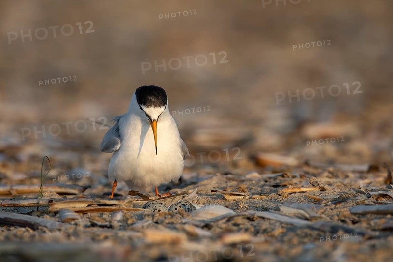 After a quick glance at the clutch, the little tern (Sternula albifrons) settles on the eggs, rare, endangered, breeding season, clutch, June, North Sea coast, June, Denmark