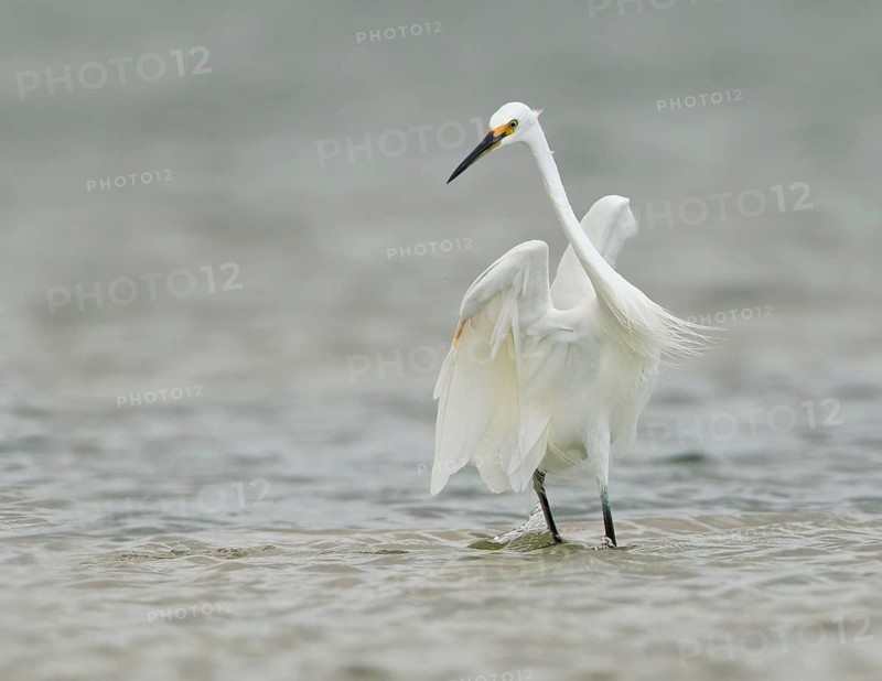 Little Egret (Egretta garzetta) foraging, Victoria, Australia