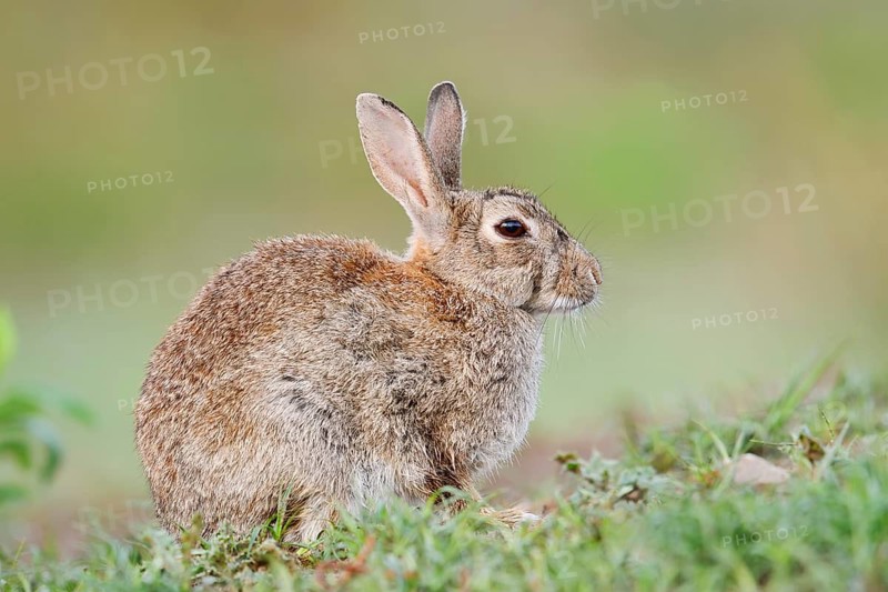 Wild rabbit (Oryctolagus cuniculus), North Rhine-Westphalia, Germany