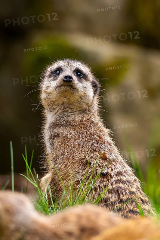 Meerkat (Suricata suricatta) standing sweet and curious on a rock, captive, occurrence Africa