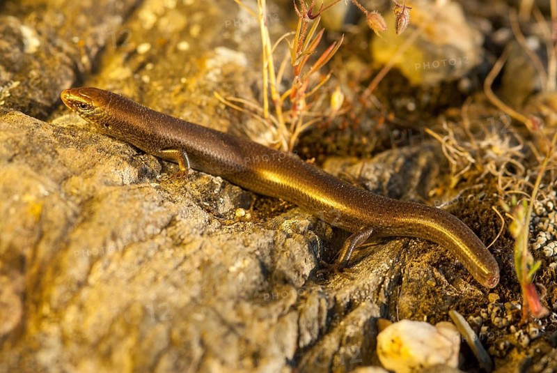Chalcides Bedriagai, Iberian roller skink, Spanish roller skink, Extremadura, reptilia, reptiles, skinke, Spain