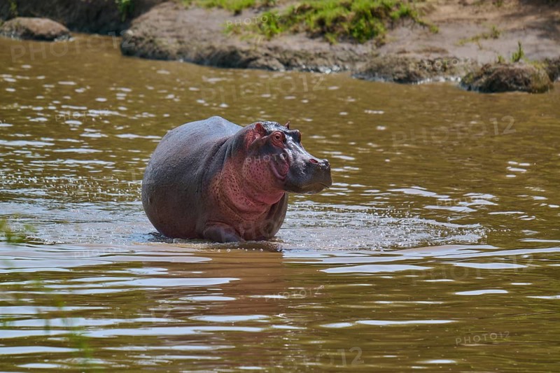 A hippopotamus moving calmly, standing in the shallow water near the riverbank, Hippopotamus (Hippopotamus amphibius), Masai Mara National Reserve, Narok County, Kenya