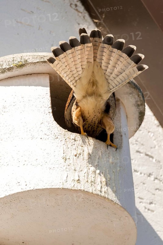Falco tinnunculus, Common Kestrel, kestrel, birds, breeding ground, falconiformes, falcons, birds of prey, high size, portrait format, nesting box, couple, raptors, birds
