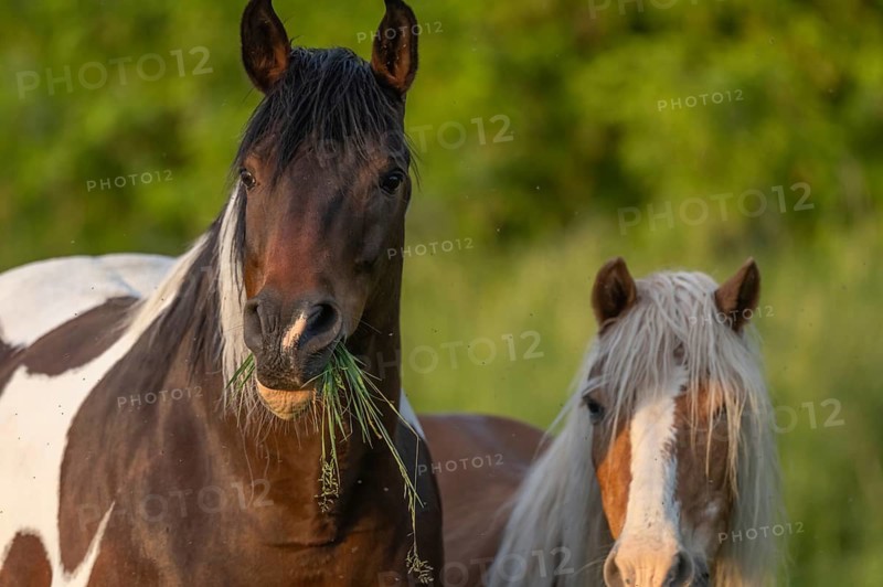 A brown horse with a white spot is standing in a field on a sunny day. He eats grass as he looks around. Lower Rhine Alsace, France