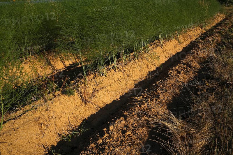 Asparagus (Asparagus officinalis) on a harvested asparagus field in late summer, Fellbach, Baden-Württemberg, Germany