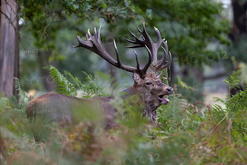 Red deer at the rutting 2025, London, Great Britain