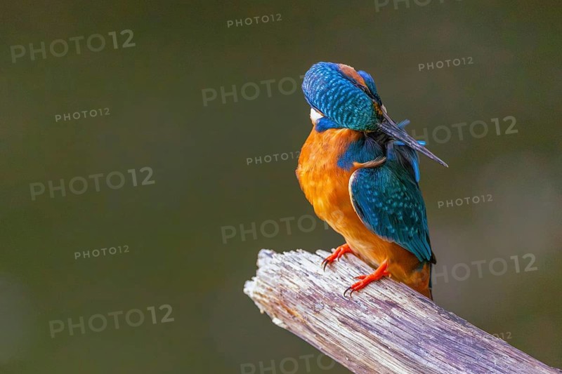 A common kingfisher (Alcedo atthis) preening its plumage on a perch, kingfishers (Alcedinidae), Upper Danube nature park Park, Baden-Württemberg, Germany