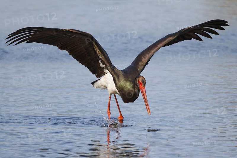 Black Stork (Ciconia nigra) foraging, Greece