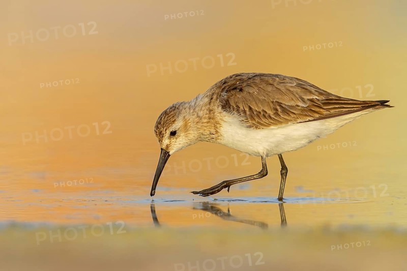 Animal, Animals, Bird, Birds, dunlin (Calidris alpina), Snipe bird, East Khawr / Khawr Ad Dahariz, Heligoland, Schleswig-Holstein, Federal Republic of Germany