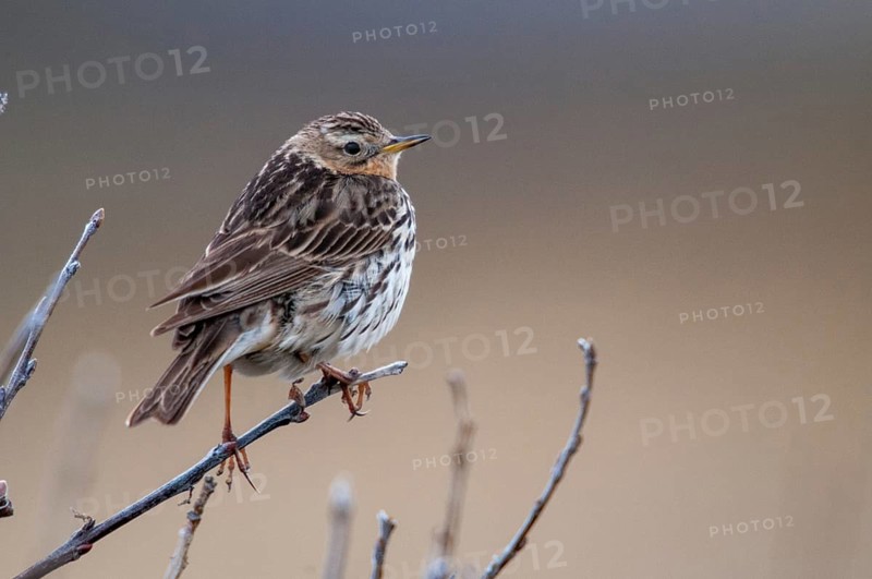 Anthus Cervinus, Norway, red-throated pipit, robin pipit, varanger, birds, passeri, songbirds, birds