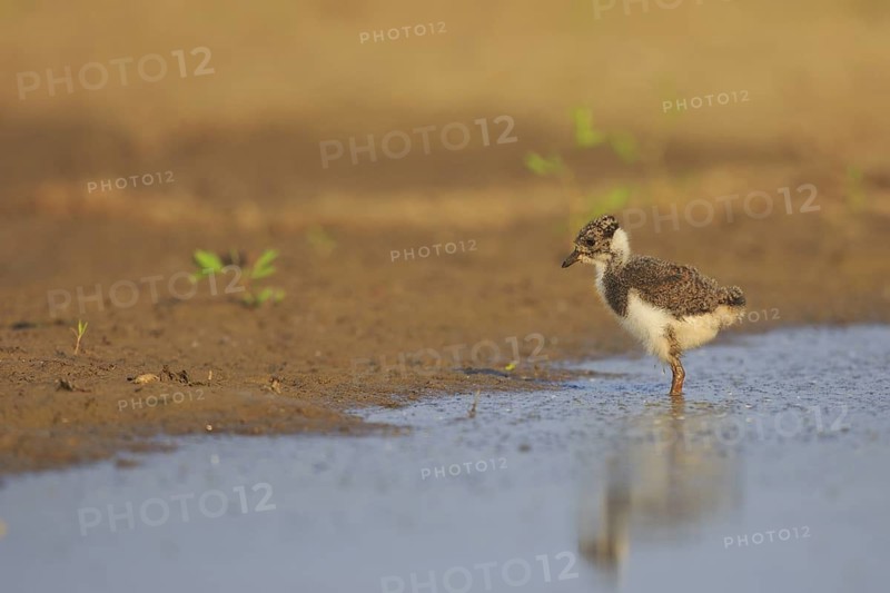 Northern Lapwing (Vanellus vanellus) chick, North Rhine-Westphalia, Germany