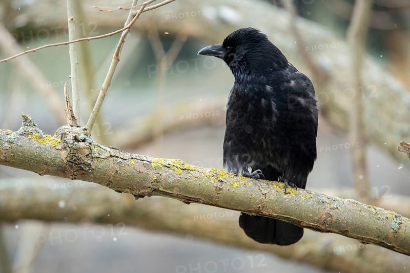 Carrion Crow, Corvus Corone, Raven Crow, Birds, Corvidae Family of Birds, Passeri, Corvids, Songbirds, Birds