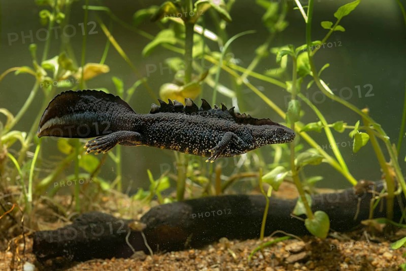 Great crested newt, crested newt, northern crested newt, Triturus cristatus, amphibians, amphibians, amphibians, amphibians, amphibians, male, newt, northern crested newt, warty newt