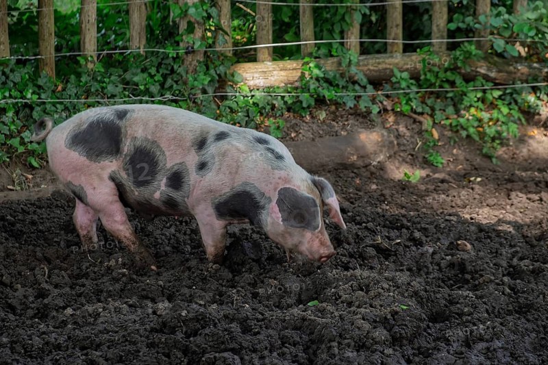 Colorful Bentheim pig, a rare German country pig breed that is threatened with extinction, North Rhine-Westphalia, Germany