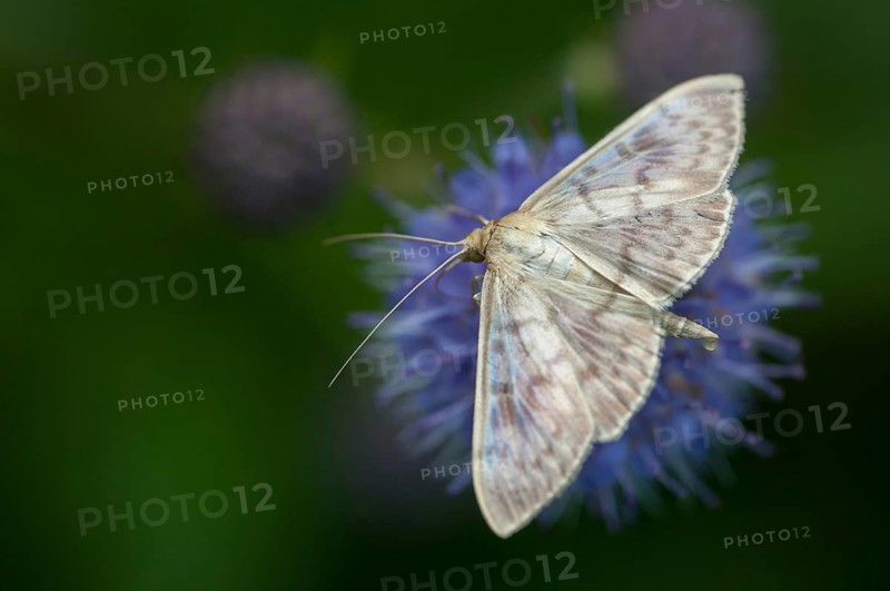 Mother of pearl, stingworm, patania ruralis, pleuroptya ruralis, butterfly, insects, moths, moths, moths, butterfly