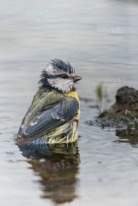 Blue tit, parus caeruleus, bath, bird bath, birds, high size, portrait format, tits, passeri, songbirds, tits, potions, birdbath, birds, watering place