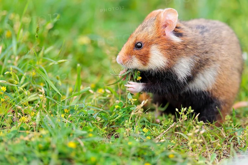A European hamster (Cricetus cricetus) collects herbs, grass and daisies in a fresh green meadow