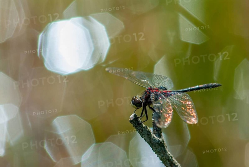 Little moss maiden, leucorrhinia dubia, white-faced darter, anisoptera, damselflies, dragonflies, insects, dragonflies, males, odonata