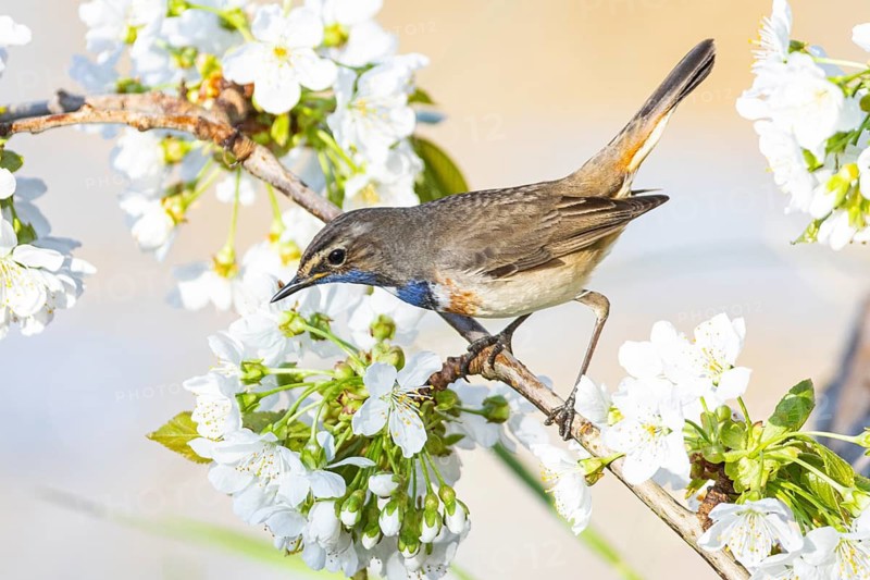 Bluethroat (Luscinia svecica cyanecula) ml Germany