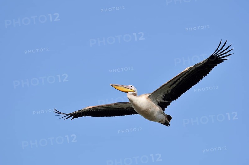 Pink pelican (Pelecanus onocrotalus), immature, flying, Greece