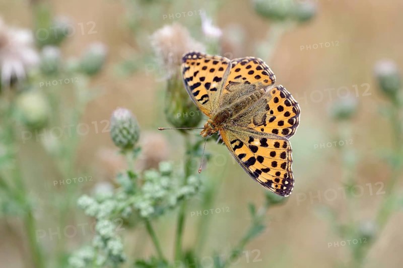 Queen of Spain fritillary (Issoria lathonia), macro, wings spread, Germany