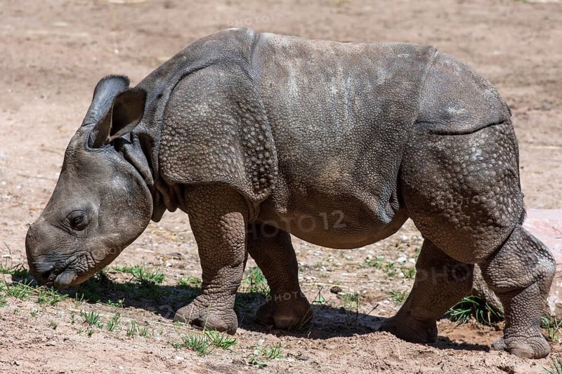Young Indian rhinoceros (Rhinoceros unicornis), Nuremberg Zoo, Middle Franconia, Bavaria, Germany