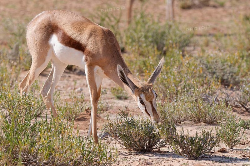 Springbok (Antidorcas marsupialis), young animal in the arid grassland, feeding on flowers and leaves, Kgalagadi Transfrontier Park, Northern Cape, South Africa