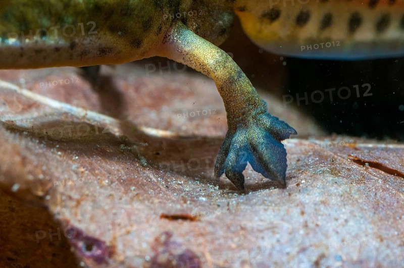 Threaded newt, Lissotriton helveticus, palmate newt, Triturus helveticus, amphibians, amphibians, caudata, foot, amphibians, foot, amphibians, male, newt, tail amphibians, webbed, water newt