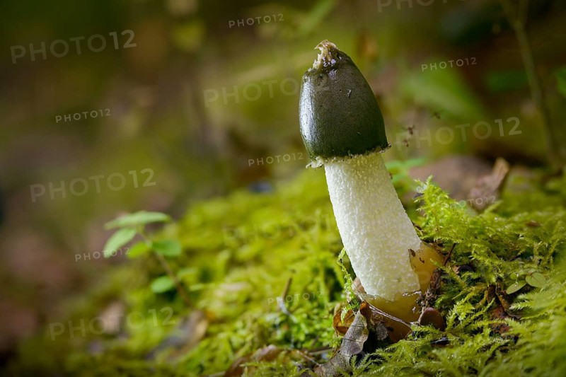 Carrion, acorn sponge, common stink morel, gout morel, morel truffle, peacock bell, phallus impudicus, satyr, stink morel, devil egg, common stinkhorn, thick nipes, fungi, fungus, mushrooms