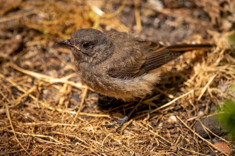 A young black redstart (Phoenicurus ochruros) perched on brown grass, Neunkirchen, Lower Austria, Austria