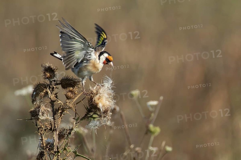 European goldfinch (Carduelis carduelis) adult garden bird feeding on thistle plant seeds in summer, England, United Kingdom