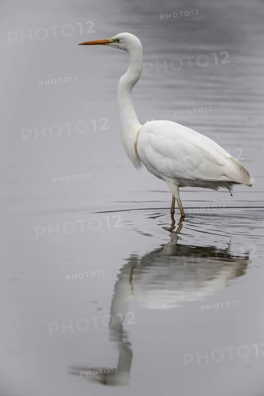Great White Egret (Ardea alba), Emsland, Lower Saxony, Germany