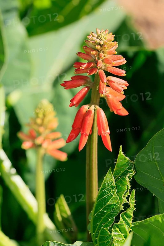 Erythrina zeyheri, blossom, Bloemfontein Botanical Garden, Free State, South Africa