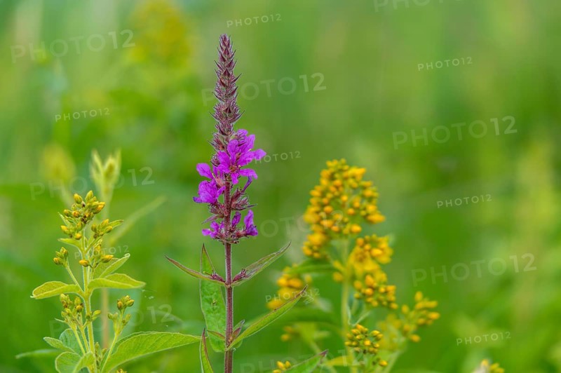 Bloodwillow, common willow, common willow, lysimachia vulgaris, lythraceae, lythrum salicaria, primrose, primulaceae, panicle-yellow willow, willow family, flora, garden loosestrife, gilbweiderich, plants, purple loosestrife, purple lythrum, spiked Loosestrife, yellow loosestrife