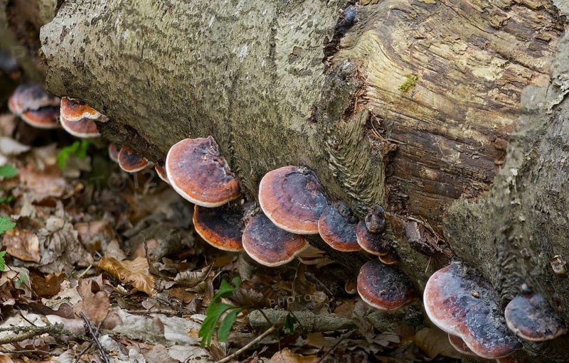 Spruce porling, fomes marginatus, fomitopsis pinicola, pine porling, red-banded polypore, red-belted polypore, red-edged tree sponge, red-edged porling, ungulina marginata, white-edged tree sponge, fungi, mushrooms, red-belted conk