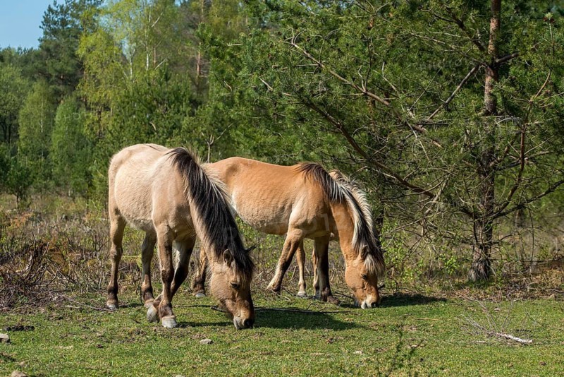Equus caballus, domestic horse, odd-toed ungulates, perissodactyla, grazing, domesticated animals, extensive grazing, pet, horses, landscape management, landscape preservation, mammals, horses, mammals, unpaired ungulates