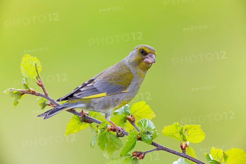 Grünfink, Grünling, Greenfinch, European Greenfinch, Western Greenfinch, Carduelis chloris, Chloris chloris, Verdier d'Europe, Verdier, Verderón Común