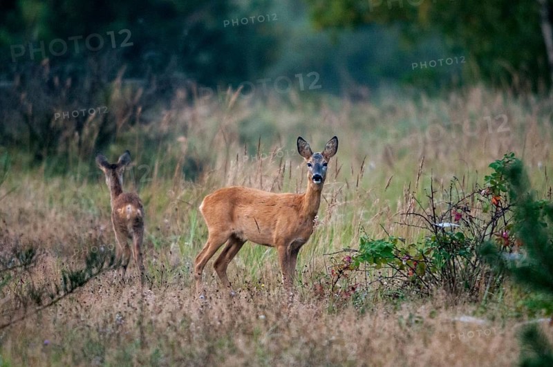 Artiodactyla, Brandenburg, Capreolus Capreolus, Even-Toed Ungulate, Germany, national natural heritage, natural paradise Grünhaus, cloven-hoofed deer, roe deer, post-mining landscape, green house, mammals, mammals