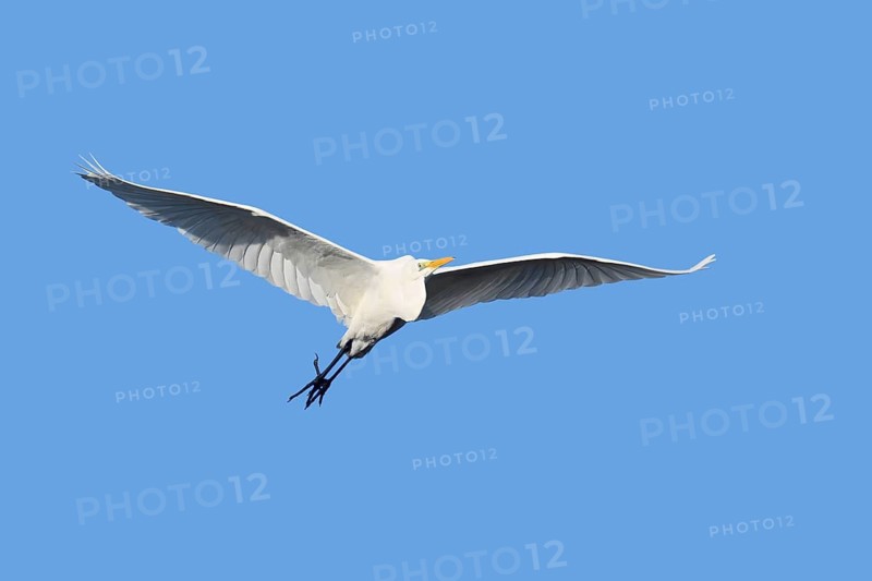 Great White Egret (Ardea alba), in flight, North Rhine-Westphalia, Germany