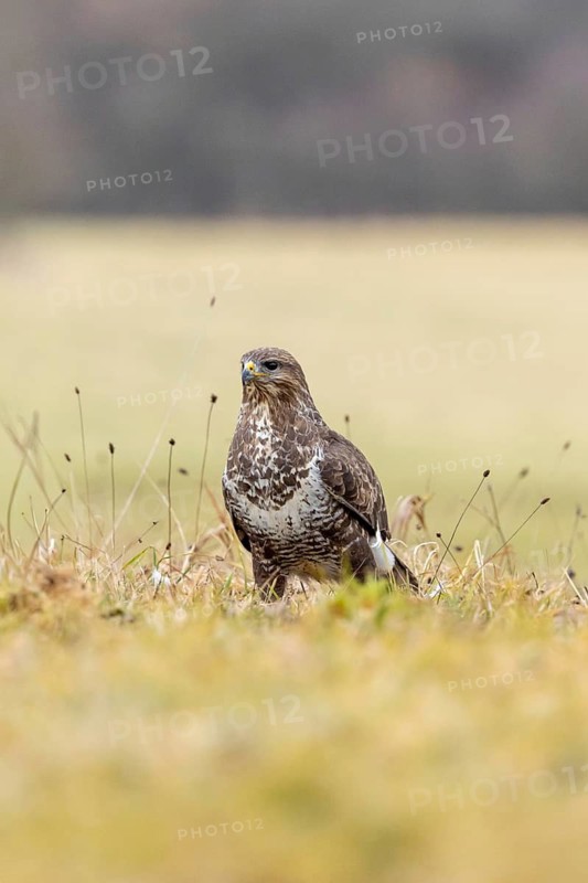 A buzzard perches in a meadow, surrounded by autumnal scenery and a blurred background, common buzzard (Buteo buteo), biosphere reserve, Swabian Alb, Baden-Württemberg, Germany